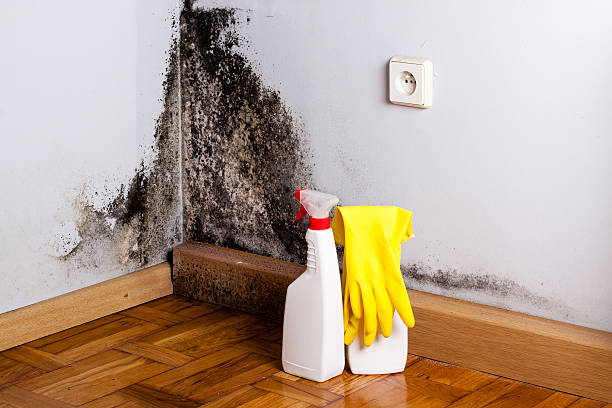 Best Commercial Mold Remediation in Lake City, GA